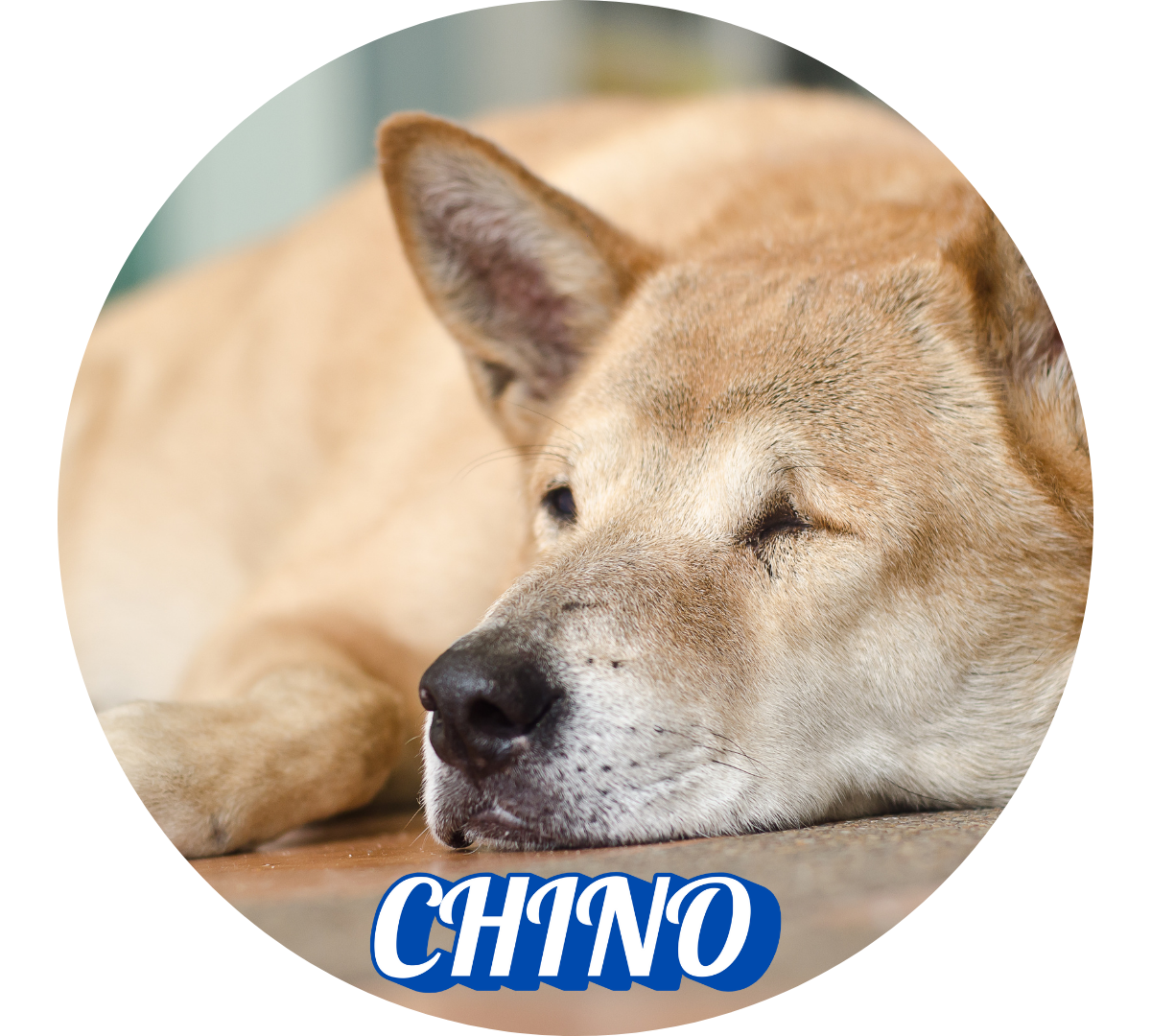 Akita