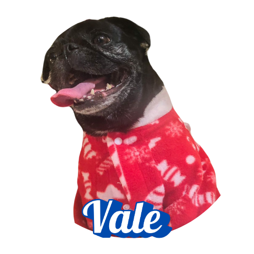 Pug