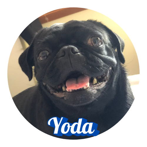 Pug
